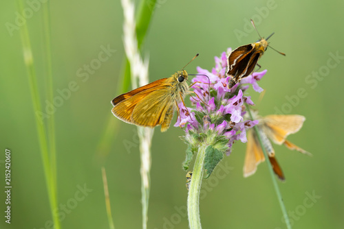 Foto large skipper (ochlodes sylvanus) perching on betony (betonica officinalis), fo