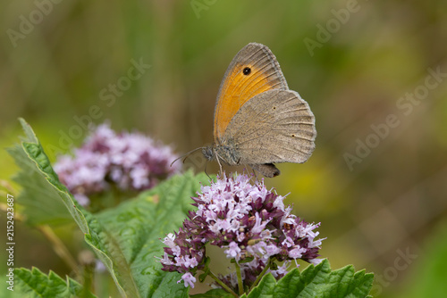 Konstfotografi male meadow brown (maniola jurtina) perching on oregano (origanum vulgare), foun