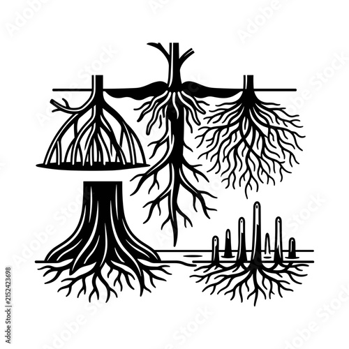 Diverse Plant Root Systems Illustration.