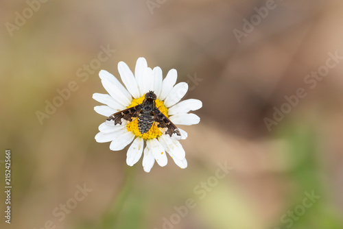 Bild auf Leinwand Exoprosopa pandora is a Diptera fly perching on a marguerite or ox-eye daisy (Le