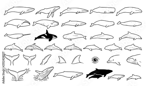 Foto Whales and dolphins species line art vector icons set isolated on white backgrou