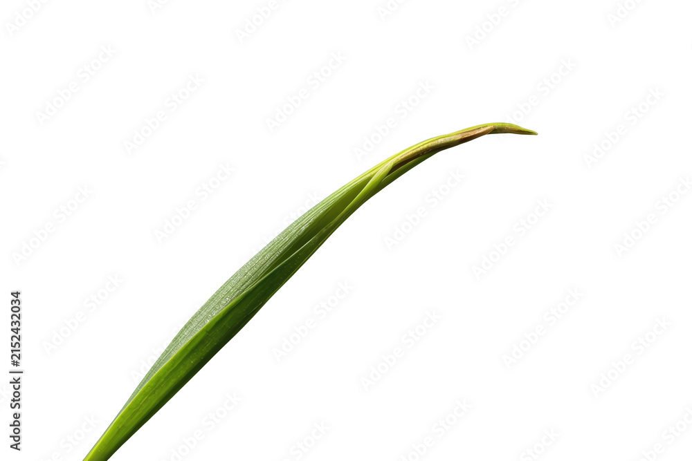 Fototapeta premium Long narrow green leaf and unopened flower bud on a curved stem