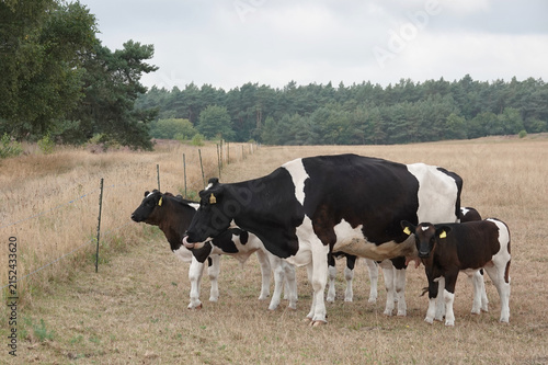 A group of black and white Holstein cows, including calves, stand in a dry, grassy field. The scene reflects an extreme summer drought. The location is Itterbecker Heide, Lower Saxony, Germany.