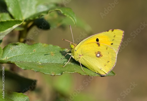 wildlife photos. photos of butterflies in natural areas.