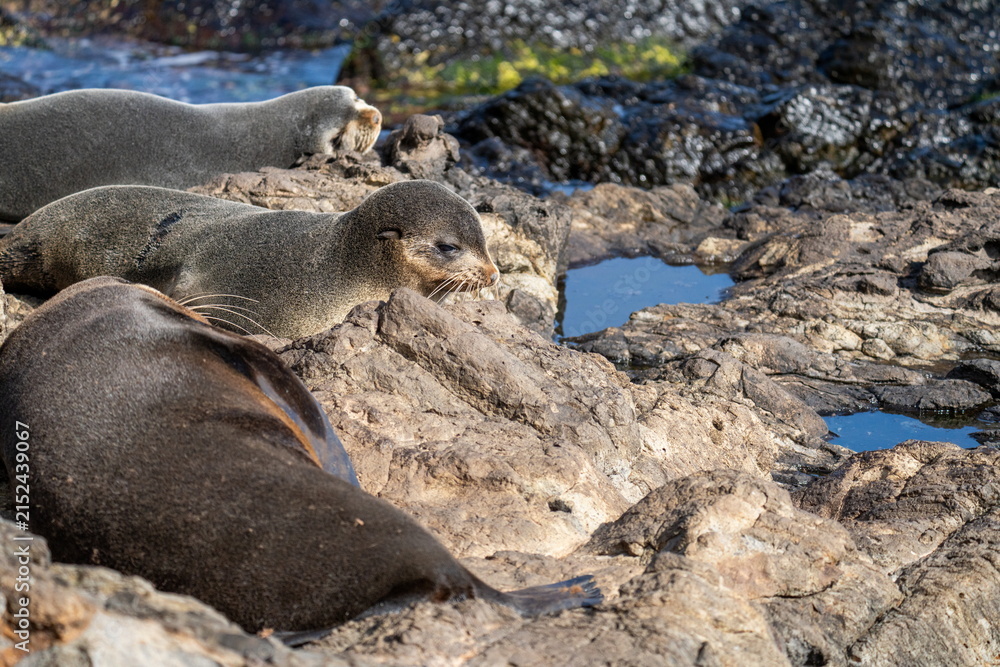 Fototapeta premium Subantarctic fur seals (Arctocephalus tropicalis) by a tidal pool on a lava rock outcropping along the coast of Nightingale Island, in the South Atlantic Ocean