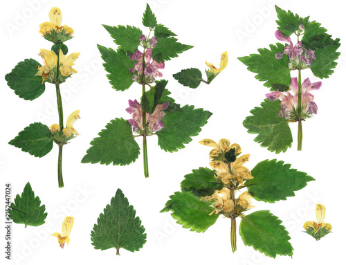 Digital herbarium, scrapbooking. Flowers, leaves of Lamium album, isolated on white background. Set of pressed and dried Lamium maculatum flowers and leaves. Dead-nettle. Herbarium. Digital floristics