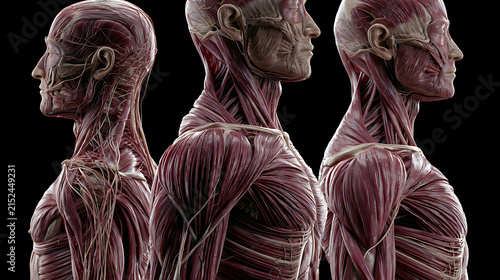 Human anatomy illustration showing detailed muscle structures of the neck and shoulders