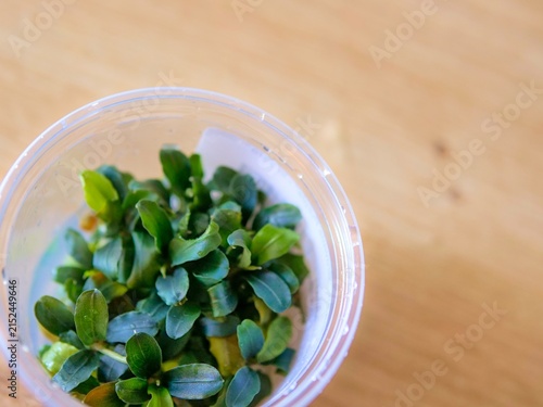 Tissue Culture Cup of Bucephalandra Brownie Purple In-Vitro Aquarium Plant on Wooden Table