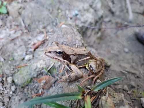 Common frog (Rana temporaria) in a forest habitat