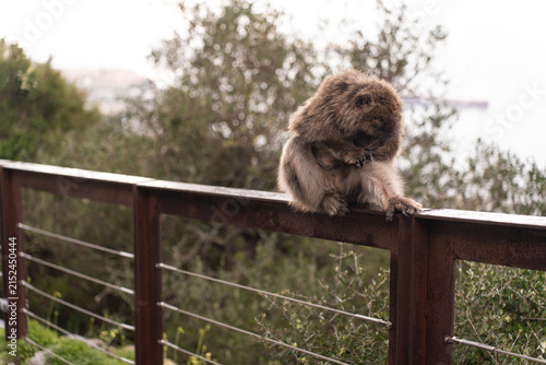 Barbary macaques sitting on a stone wall overlooking the sea in Gibraltar