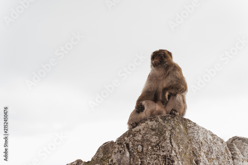 Barbary macaques sitting on a stone wall overlooking the sea in Gibraltar