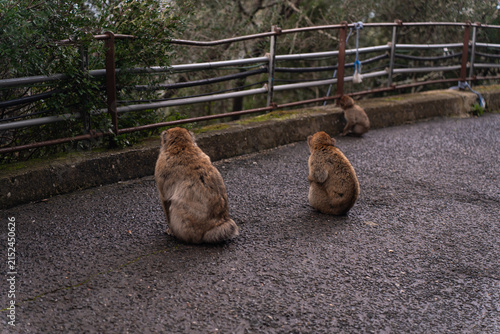 Barbary macaques sitting on a stone wall overlooking the sea in Gibraltar