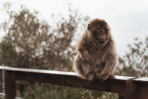Barbary macaques sitting on a stone wall overlooking the sea in Gibraltar
