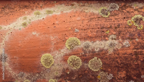 Aged terracotta roof tile showing lichen colonies and mineral growth