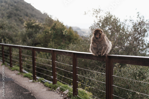 Barbary macaques sitting on a stone wall overlooking the sea in Gibraltar