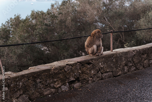 Barbary macaques sitting on a stone wall overlooking the sea in Gibraltar