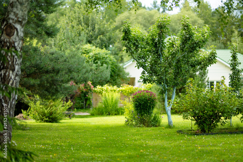 Obraz premium Lush landscaped garden with green lawn, mature trees and ornamental shrubs around a country home. Peaceful summer backyard creates a well maintained natural outdoor living space.