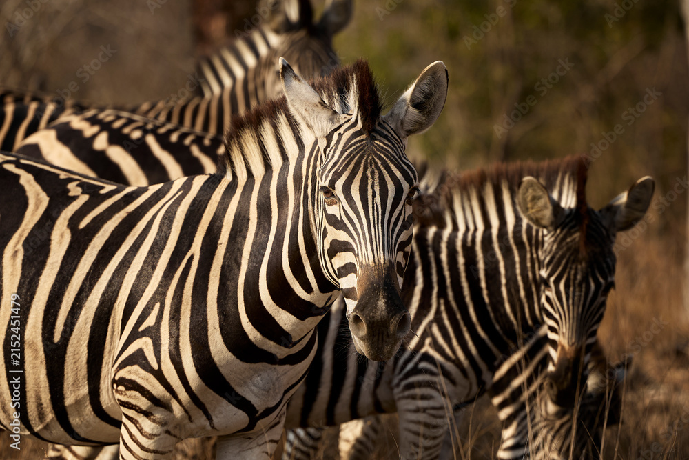 Obraz premium A group of adult plains zebras in Kruger National Park, South Africa, moving through their natural habitat. Wildlife scene featuring African zebras in the savanna landscape during a safari