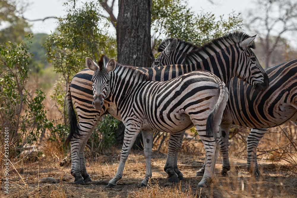 Obraz premium A group of adult plains zebras in Kruger National Park, South Africa, moving through their natural habitat. Wildlife scene featuring African zebras in the savanna landscape during a safari