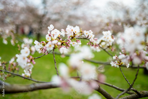 Фотография Cherry trees bloom with delicate blossoms in Chiune Sugihara Sakura Park in Vilnius, Lithuania