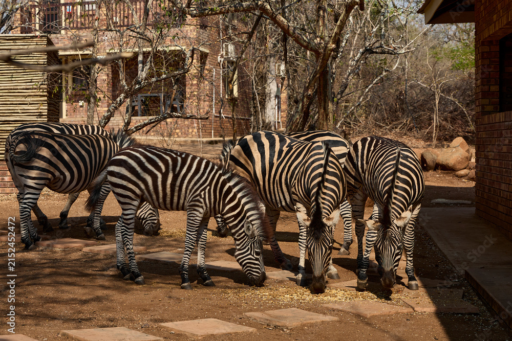 Obraz premium A herd of wild plains zebras standing near residential buildings in Marloth Park, South Africa. Free-roaming zebras visiting the residential area, illustrating the unique coexistence