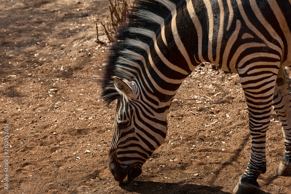 Obraz premium A herd of wild plains zebras standing near residential buildings in Marloth Park, South Africa. Free-roaming zebras visiting the residential area, illustrating the unique coexistence