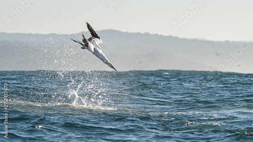Quadro su tela Cape gannet diving into ocean during sardine run