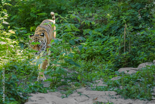 Powerful Tiger Walking Along a Rocky Path in a Lush Natural Habitat. Majestic tiger in motion. Natural habitat. Imitation of the jungle in the zoo. Orange fur and black stripes. Nature conservation. 
