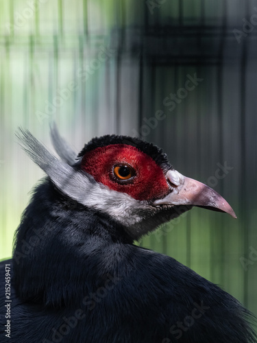 фотографія A striking exotic black bird with red facial plumage and a long beak - the long-eared pheasant