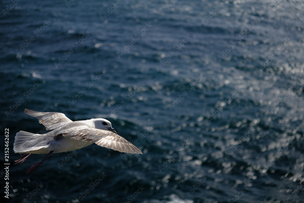 Naklejka premium seagull in flight