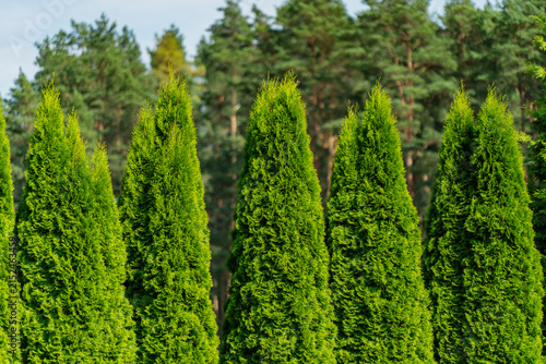 Canvastavla Lush emerald arborvitae coniferous trees grown in a structured line for outdoor