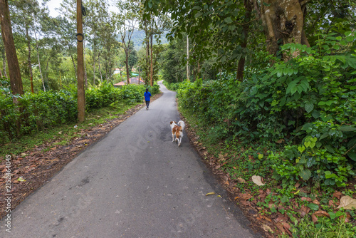 A tranquil village in Coorg with a winding road and coffee estates at both sides.