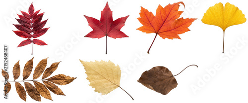 Canvastavla A set of colorful autumn leaves in varied shapes and seasonal fall tones
