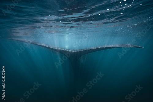 Southern right whale tail diving deep underwater