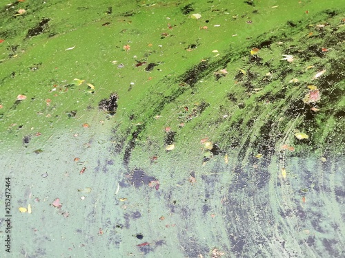 Foto Green algae and fallen autumn leaves floating on a dark water surface