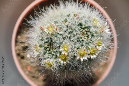 Green dry looking cactus flowers, will bloom in bright pink next few days, closeup detail from above