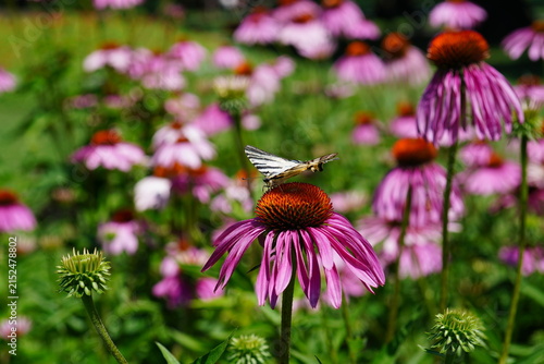 Swallowtail (Iphiclides podalirius) butterfly on coneflower flower in a park in Bucharest