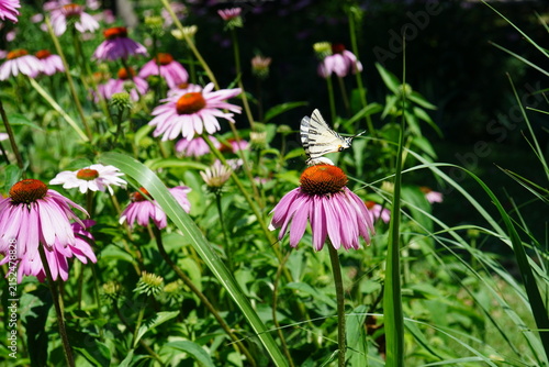 Swallowtail (Iphiclides podalirius) butterfly on coneflower flower in a park in Bucharest