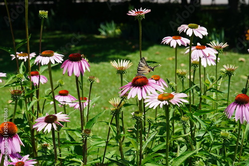 Swallowtail (Iphiclides podalirius) butterfly on coneflower flower in a park in Bucharest