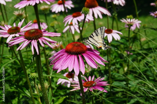 Swallowtail (Iphiclides podalirius) butterfly on coneflower flower in a park in Bucharest