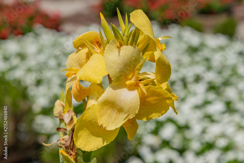 Canna Orchioides, Hampton Estate, Towson MD