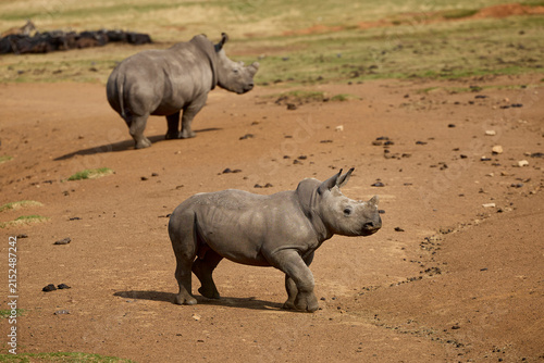 White rhino family with a young calf at Alzu Petroport, a wildlife viewing stop on the N4 highway between Johannesburg and Kruger National Park, South Africa.
