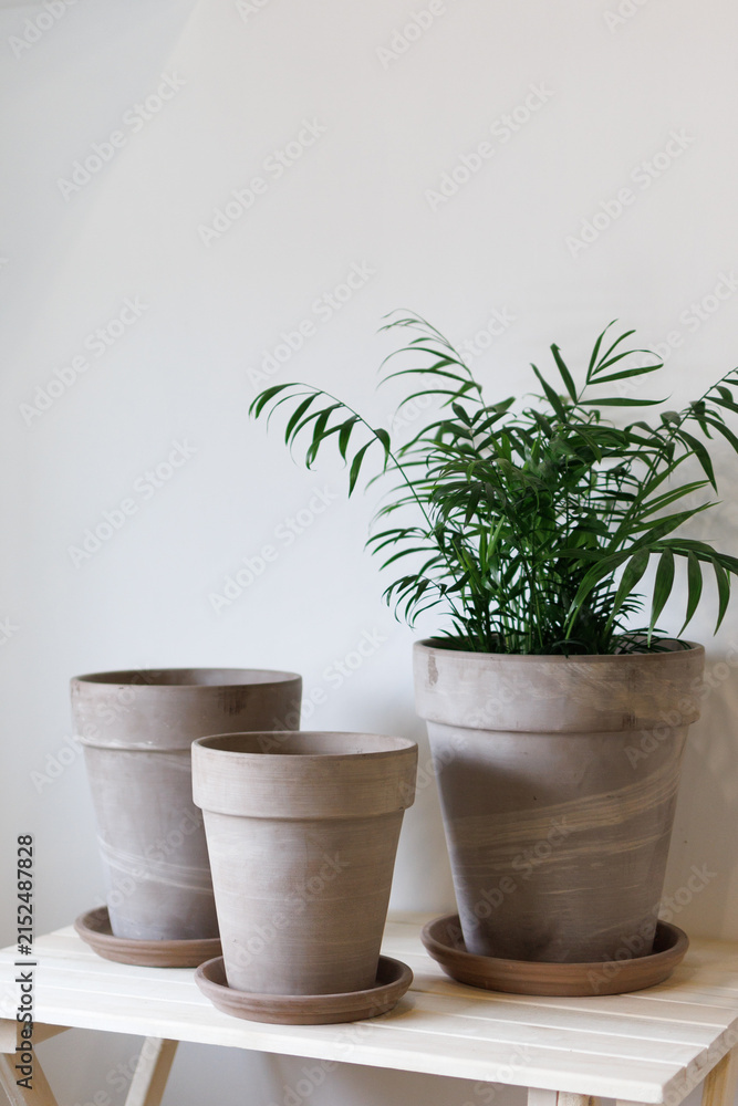 Fototapeta premium Minimalist ceramic pots sit neatly on a light wooden table
