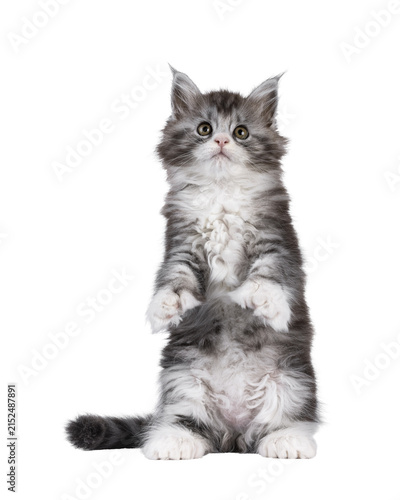 Cute polydactyl Maine Coon cat kitten, siting up on hind paws showing poly paws and belly. Looking above camera. Isolated cutout on a transparent background.