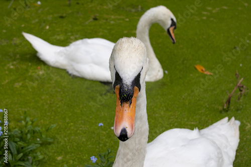 Foto Mute swans (Cygnus olor)  on a green pond, close-up wildlife portrait showing natural grooming behaviour