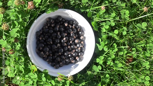 Blackcurrants in a white bowl placed on the grass; black berries are falling into the bowl, summer fruit