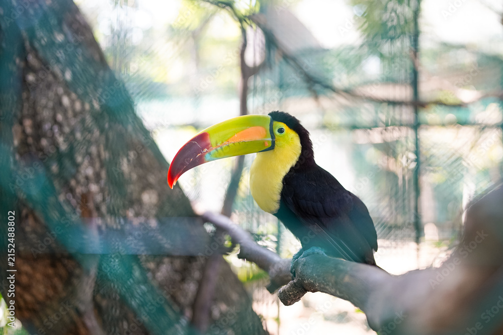 Obraz premium Keel-billed toucan perching in an aviary