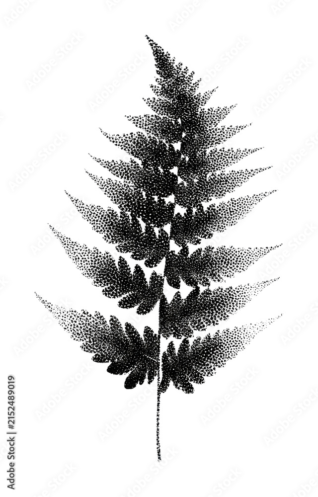 Fototapeta premium PNG Elegant black fern on textured transparent background.
