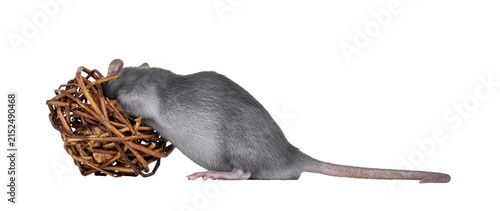 Obraz na płótnie Close up studio shot of young grey tame rat, standing side ways