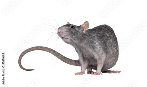 Obraz na plátne Close up studio shot of young adult grey tame rat, standing side ways